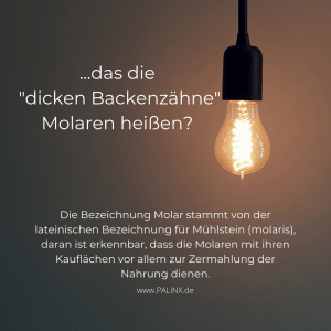 Backenzähne beim Zahnarzt
